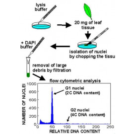 CyFlow® Ploidy Analyser protocol