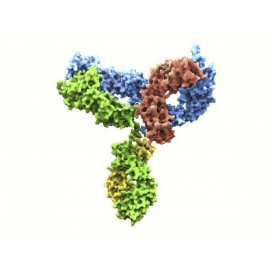 Antibodies To Sysmex