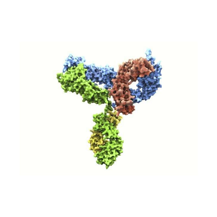 Antibodies To Sysmex