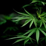 Cómo realizar un análisis de cannabis completo