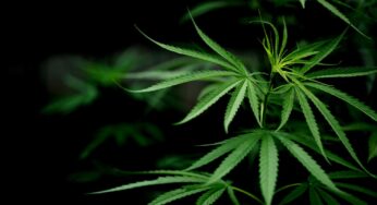 Cómo realizar un análisis de cannabis completo