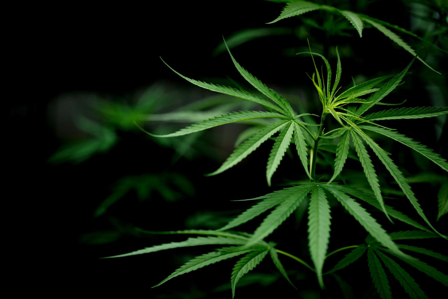 análisis de cannabis