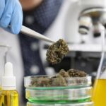 Métodos de purificación de cannabis