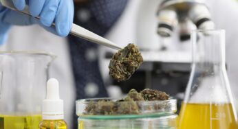 Métodos de purificación de cannabis